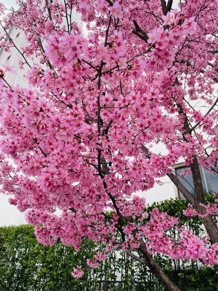 花粉症の季節